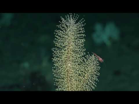 Searching for New Species in the South Sandwich Islands| 4K ROV Highlights