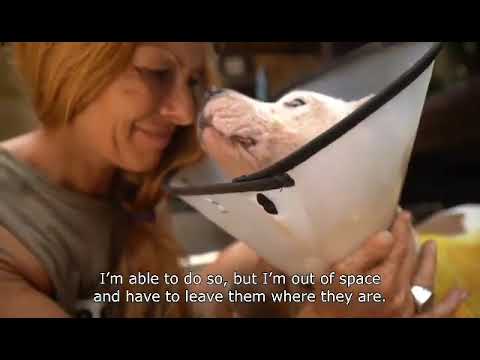 Help save the pitbulls in Bali