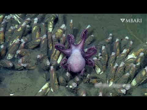 Deep relaxation: Chill out with these deep-sea octopuses