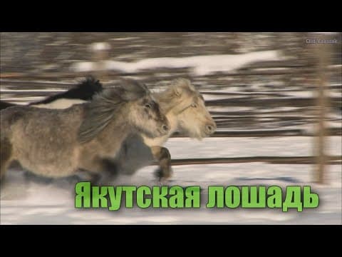 Якутская лошадь
