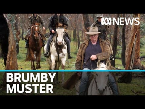 Mustering up an Australian legend to help fix a modern problem | ABC News