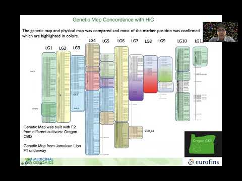 HiFi sequencing resolves the repetitive cannabis genome