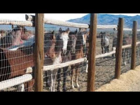 Judge overturns BLM's controversial adoption incentive for wild horses