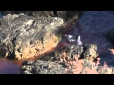 Dolphins stranded on rocks in the Cove on January 13th