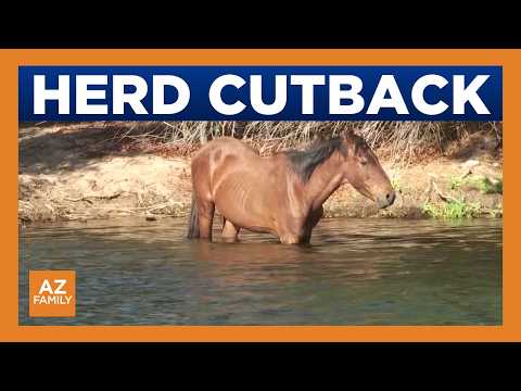 Arizona contract requires removal of horses from Salt River