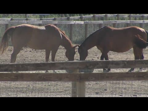 Bill to ban horse slaughter now focused on transportation of horses after negotiations