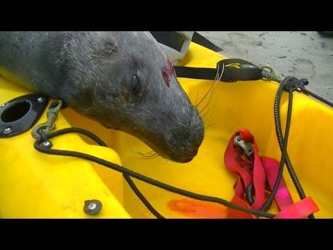 Seal, Shot Dead, Was Named 'Kuiper'