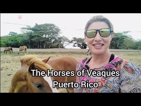 Horses of The Island of Vieques, Puerto Rico - The Island of Wild Horses