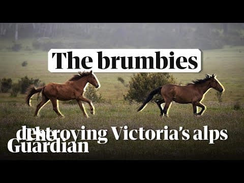 Trampling Victoria's Alps: how brumbies are destroying the native habitat