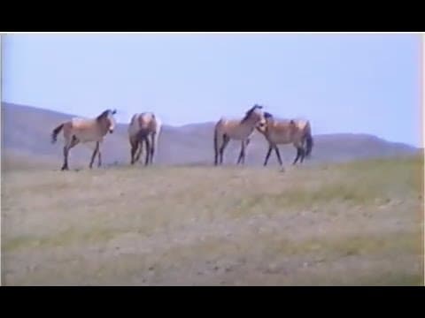 Тахь ирлээ | Return of Takhi wild horses to Mongolia