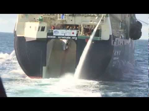 Bob Barker Encounter with Yushin Maru 2 Transfers Poached Whale to Nisshin Maru