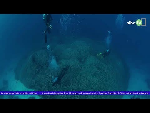 World's Largest Coral found in the Solomon Islands