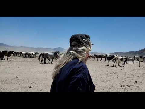 Onaqui Wild Horses June 2021