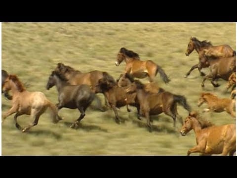 Peel of Kosciusko brumbies banned under the plan to protect the 'national symbol'