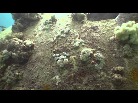 Precontinent II - Jacques Cousteau's underwater building / Diving Sudan