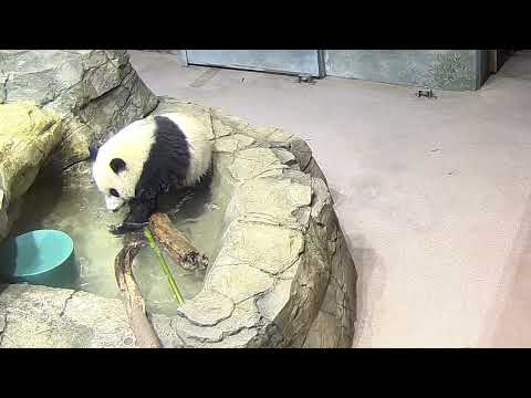 Top 10 Panda Cam Outtakes At Smithsonian's National Zoo
