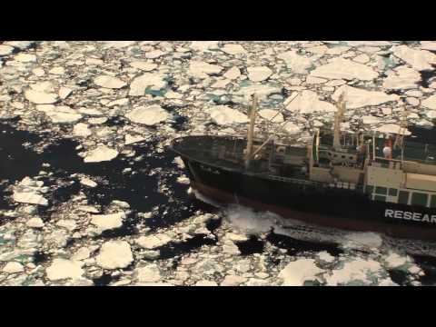 The Yushin Maru No 1 and Nisshin Maru are spotted then flee through ice fields