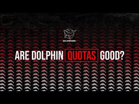 Are dolphin kill quotas a good thing? | Faroe Islands