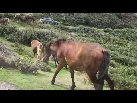 Wild Horses - Carneddau Ponies in Snowdonia National Park - North Wales Wildlife Trust Conwy