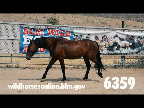 Wild Horse Adoption August 2021