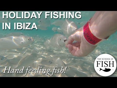 Family holiday fishing in Ibiza - The School Of Fish