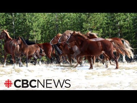 Student veterinarians join the fight to protect Alberta's wild horses