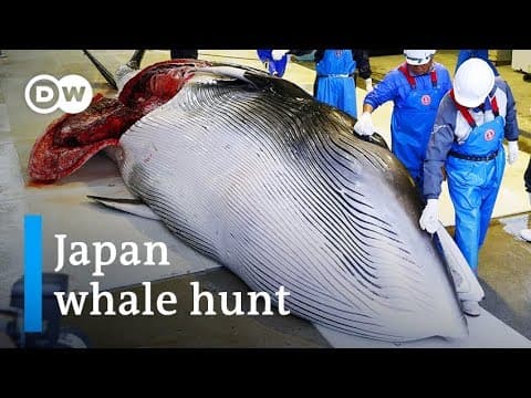 Japan commercial whaling: Outdated cruelty or sacred tradition? | DW News