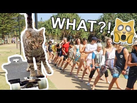 Cat breaks skateboarding world record