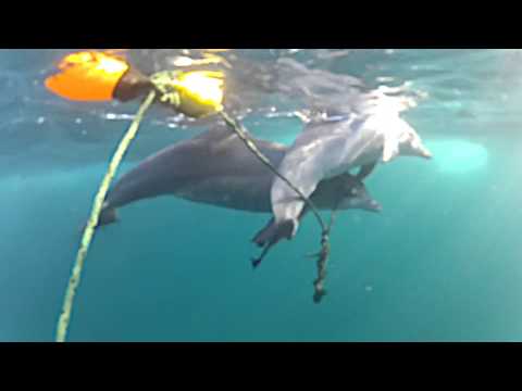 Heartbreaking Footage Of Juvenile Dolphin Caught On Drum Lines In Australia