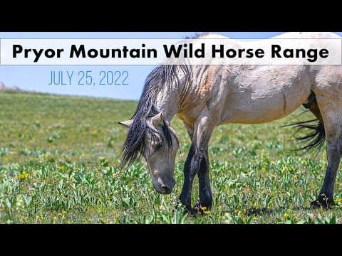 Pryor Mountain Wild Horse Range. July 25, 2022
