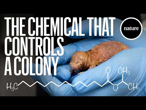 The Molecule Behind the Naked Mole-Rat's Bee-Like Society