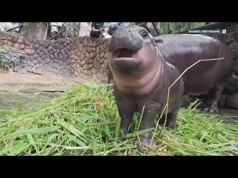 Meet viral baby pygmy hippo 'Moo Deng'