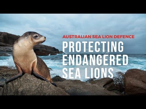 Protecting Endangered Sea Lions with a Brand New Campaign | Sea Shepherd Australia