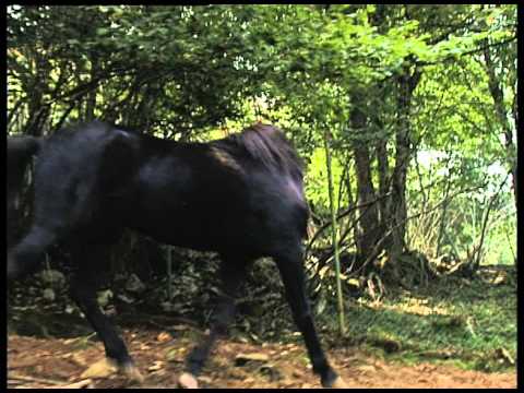 emp. Vídeo gratis en SD de un caballo salvaje Asturcón.