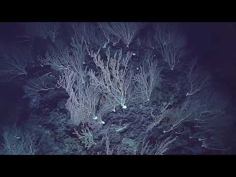 Dive 06: Ellis Seamount: 2015 Hohonu Moana