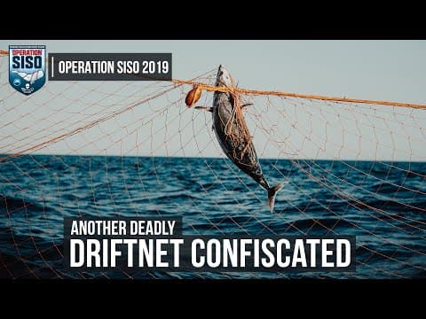 Sea Shepherd Helps Rescue Shark from Illegal Driftnet