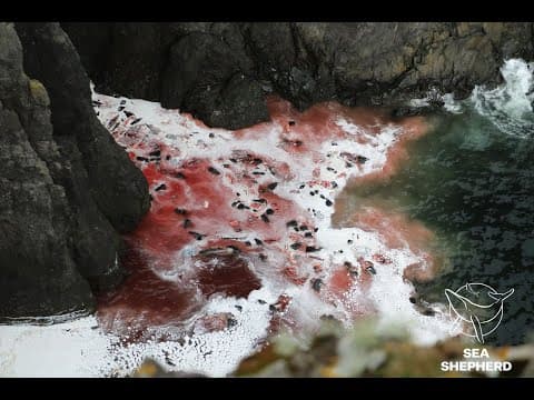 Pilot Whale Remains Dumped at Sea in the Faroe Islands