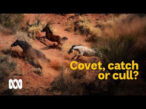 Covet, catch or cull: managing feral horses in Australia π | Meet the Ferals Ep 1 | ABC Australia