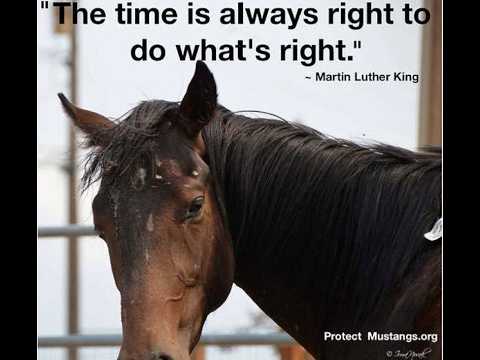 Why are more wild horses being roundup?