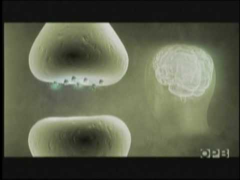 Raphael Mechoulam on isolating THC in 1964 and anandamide in 1992