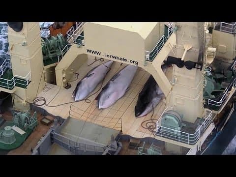Sea Shepherd intercepts Japanese whaling fleet