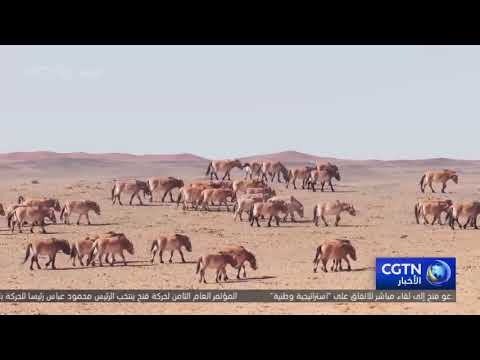 عودة خيول بريفسالسكي إلى الموطن