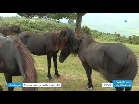 Pays basque : sur les traces du pottok primitif