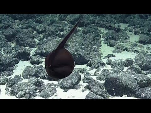 Gulper eel balloons its massive jaws