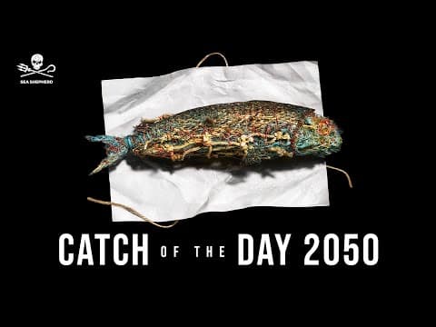 The World Reaction to "Catch of the Day 2050"