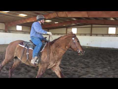 NNCC Saddle Horse Adoption Feb 2017 -- BOLT #9984
