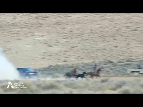 Update: Triple B Wild Horse Roundup