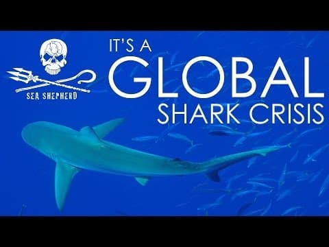 Operation Apex Harmony: Global shark crisis! - POWERFUL VIDEO