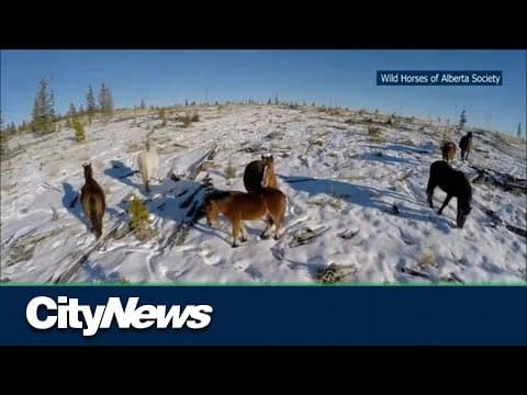 Alberta announces new feral horse management framework