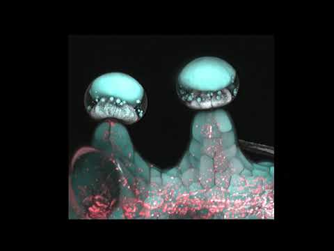Jonathan Page on cannabinoid biosynthesis in trichomes